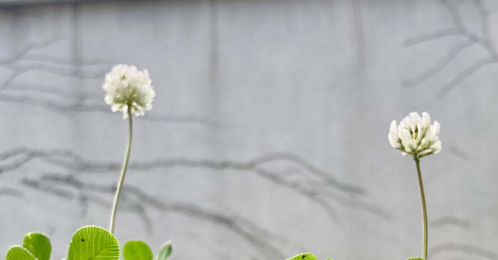 こりもさんの質問 婦人科へ行こう チーム婦人科 腹組 子宮体がん Peer Ring なかまと話そう 女性特有のがん