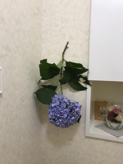 紫陽花のおまじない Peer Ring なかまと話そう 女性特有のがん 紫陽花のおまじない Peer Ring なかまと話そう 女性特有のがん